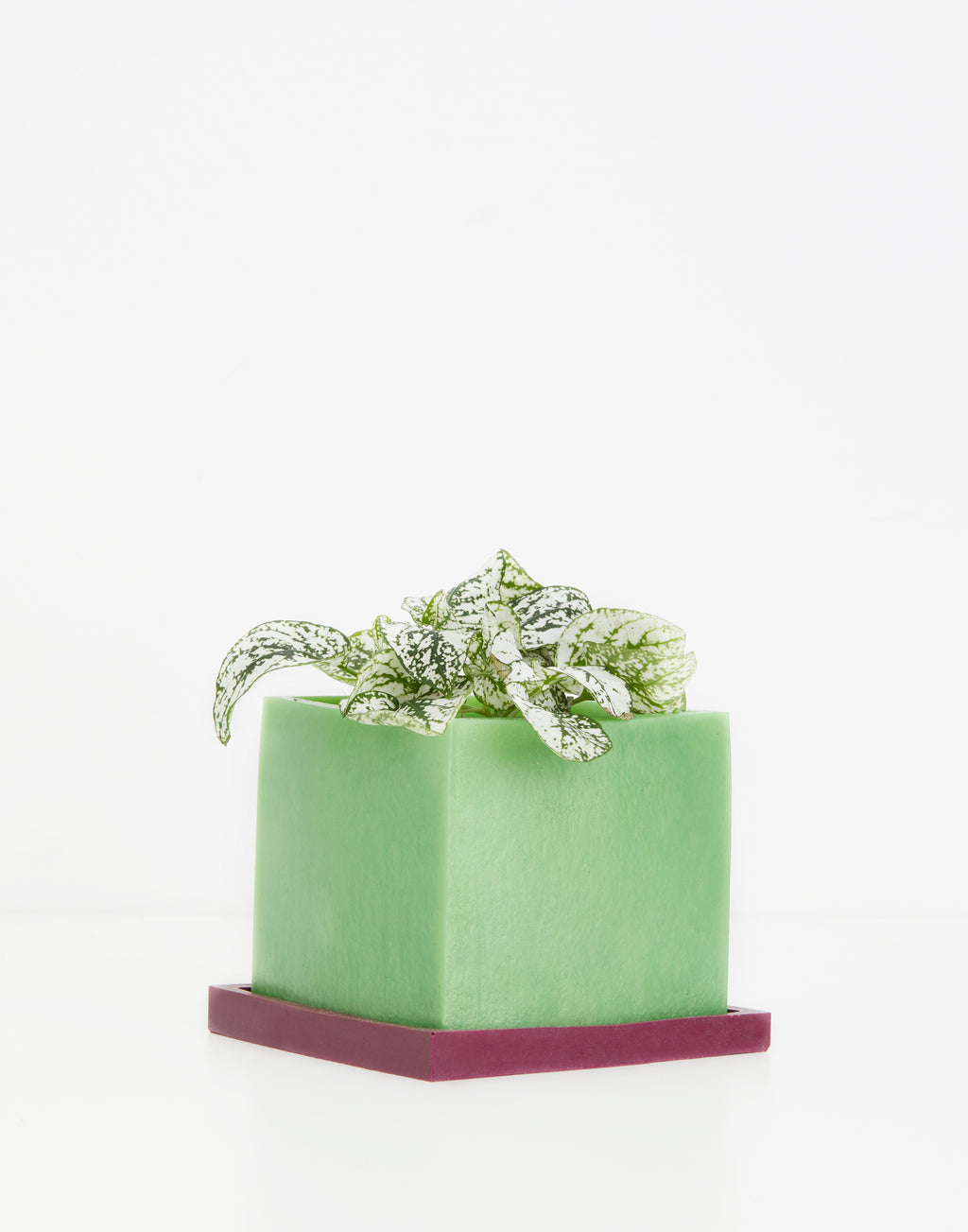 Lime Green & Purple Plant Pot