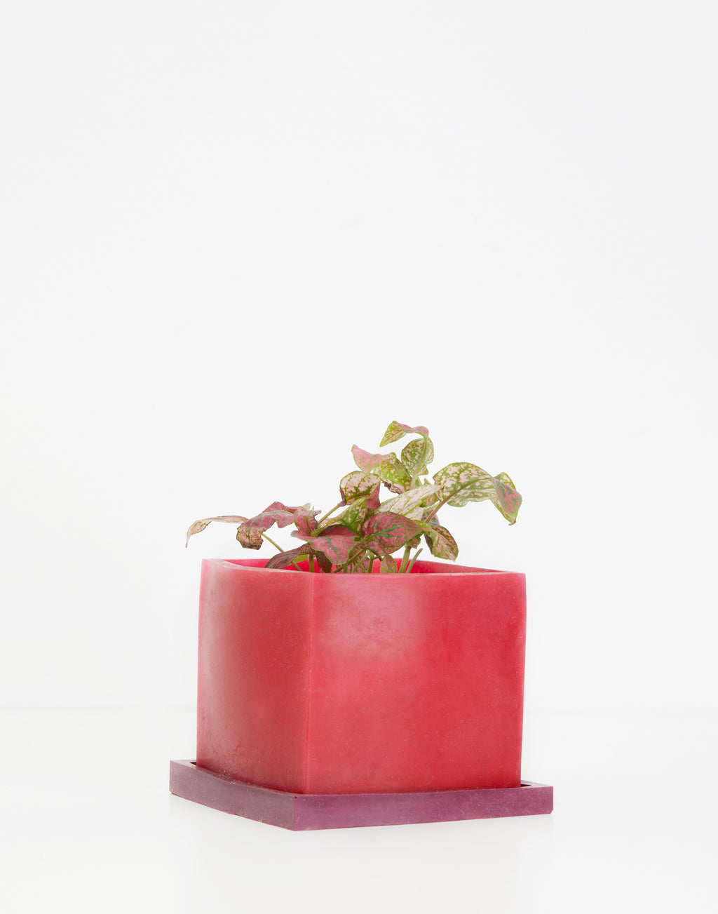 Red & Maroon Plant Pot