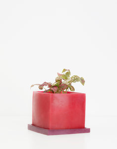Red & Maroon Plant Pot